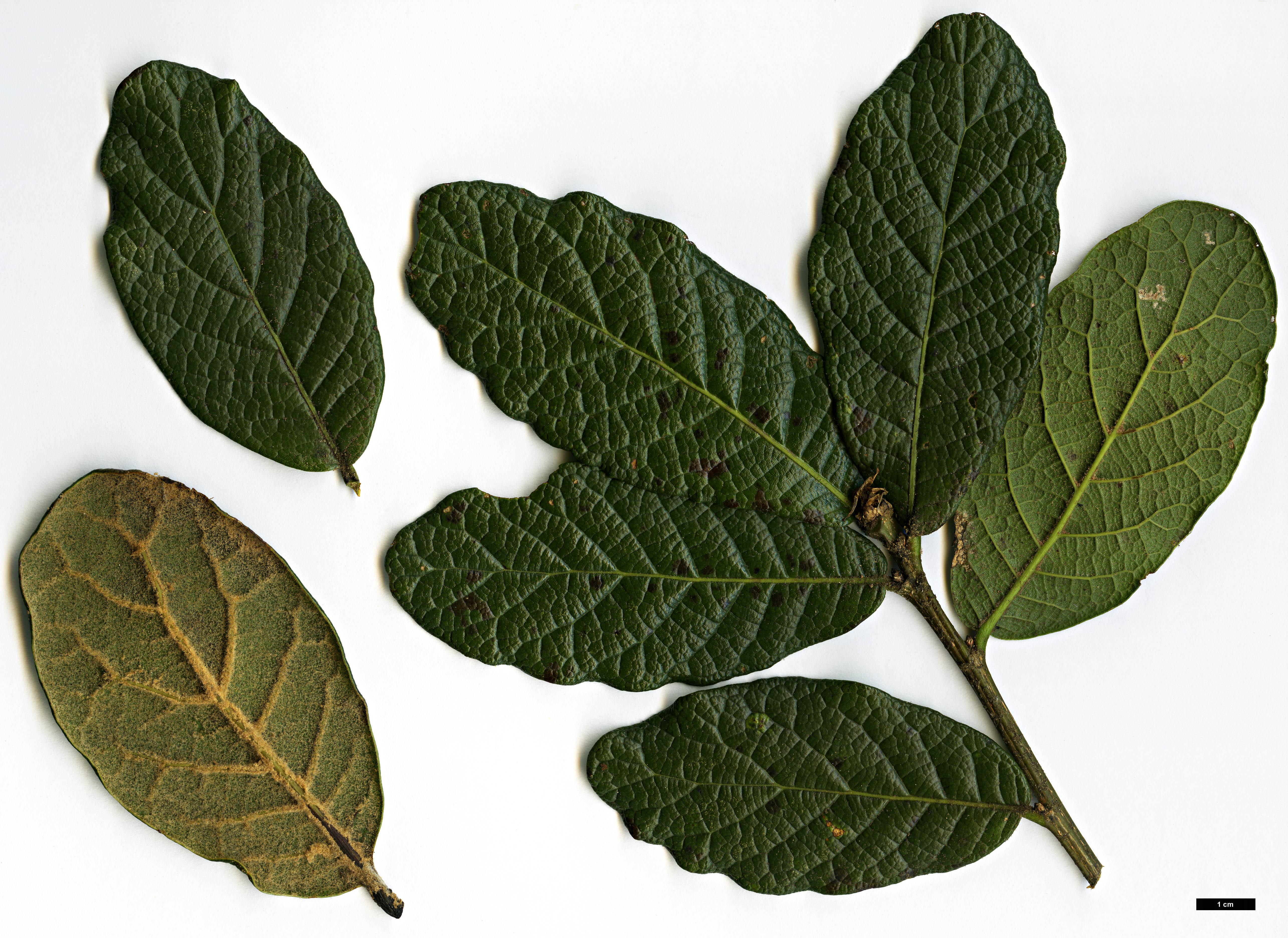 High resolution image: Family: Fagaceae - Genus: Quercus - Taxon: costaricensis